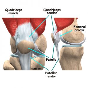 Quadriceps Anatomy