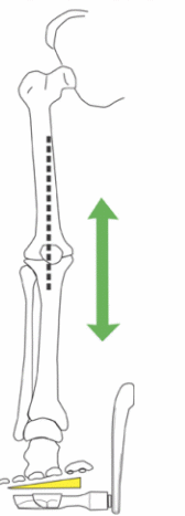 Stabilisatoin of the lower leg in cycling